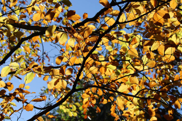 Ashburn-Clinic-Dunedin-Autumn