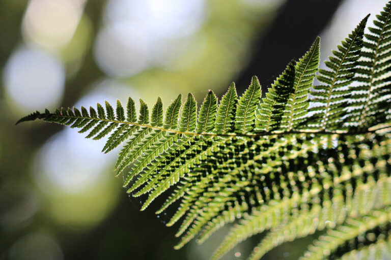 Ashburn-Clinic-Dunedin-Nature